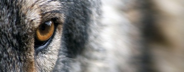 Nach Wolfsabschuss: Umweltverbände fordern mehr Transparenz vom Land