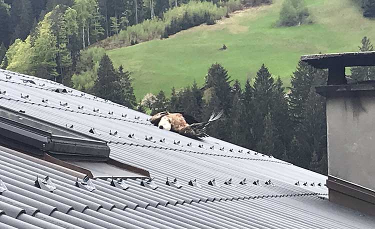 Gaensegeier illegal montafon geschossen