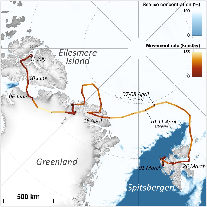 Polarfuchs Rekord Kanada Gronland