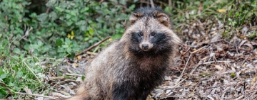 Marderhund erstmals in Luxemburg nachgewiesen