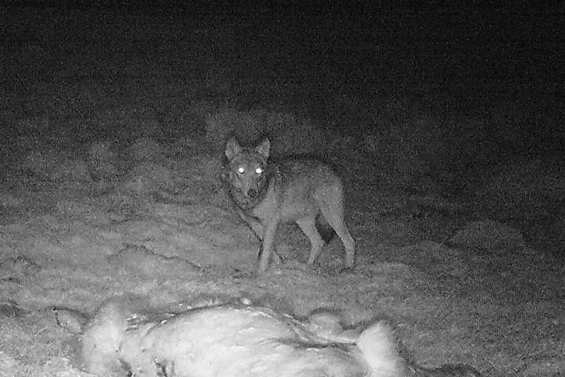 Fohnsdorf: möglicher Wolfsriss fast im Ortsgebiet