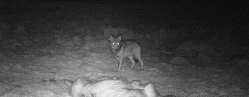 Fohnsdorf: möglicher Wolfsriss fast im Ortsgebiet