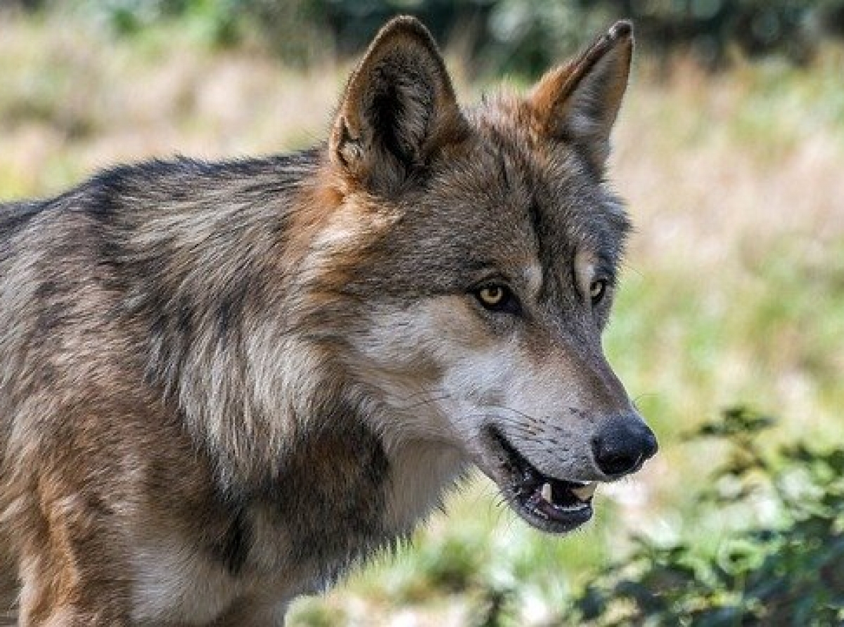 Polen: Wolf greift Kinder und Touristin an