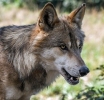 Polen: Wolf greift Kinder und Touristin an