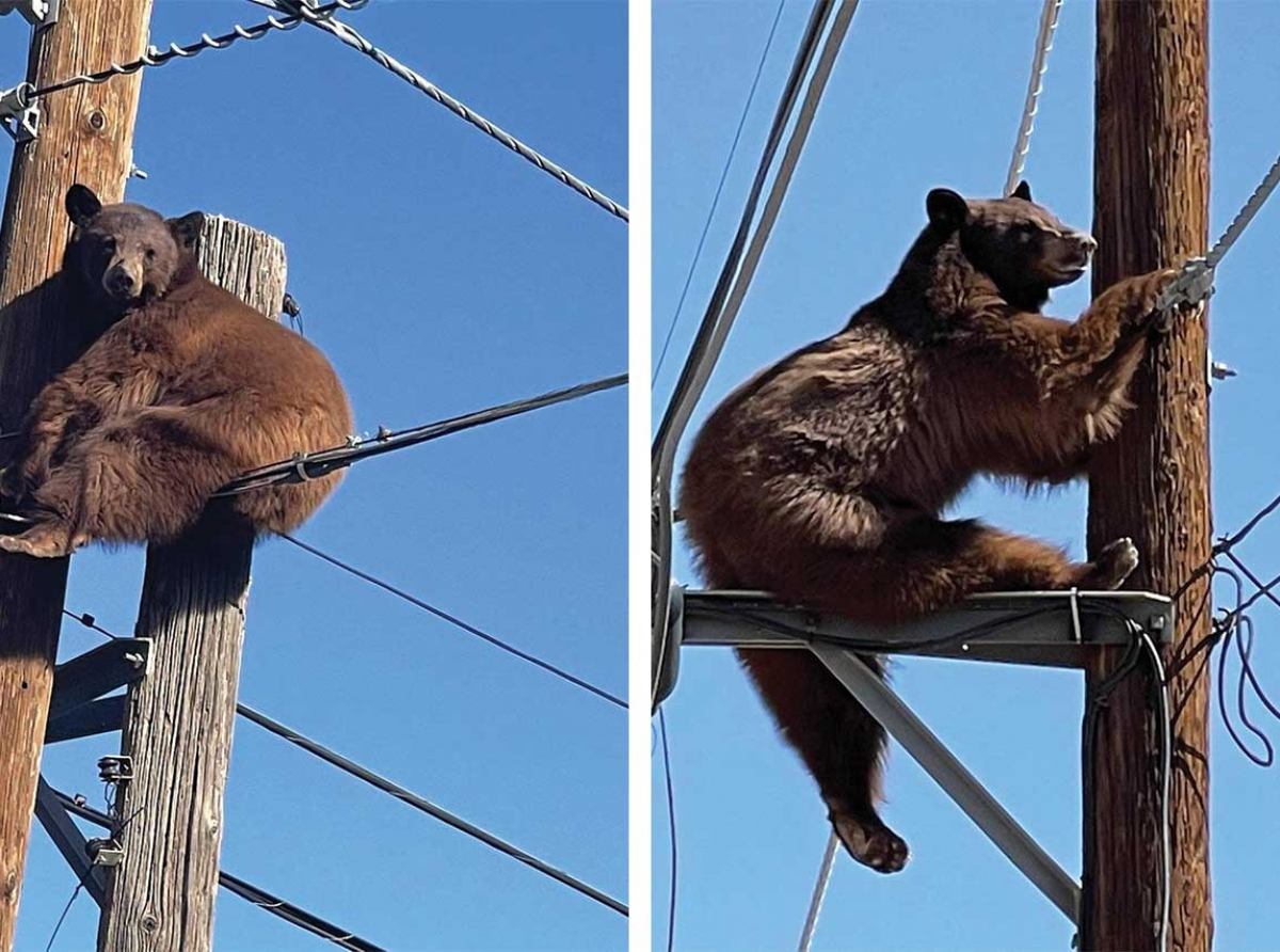 Arizona: Bär macht es sich auf Strommast gemütlich