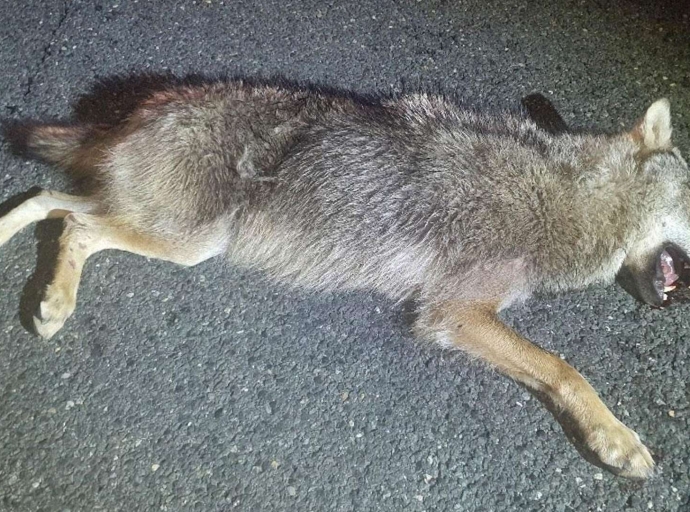 Wolf auf Europabrücke überfahren