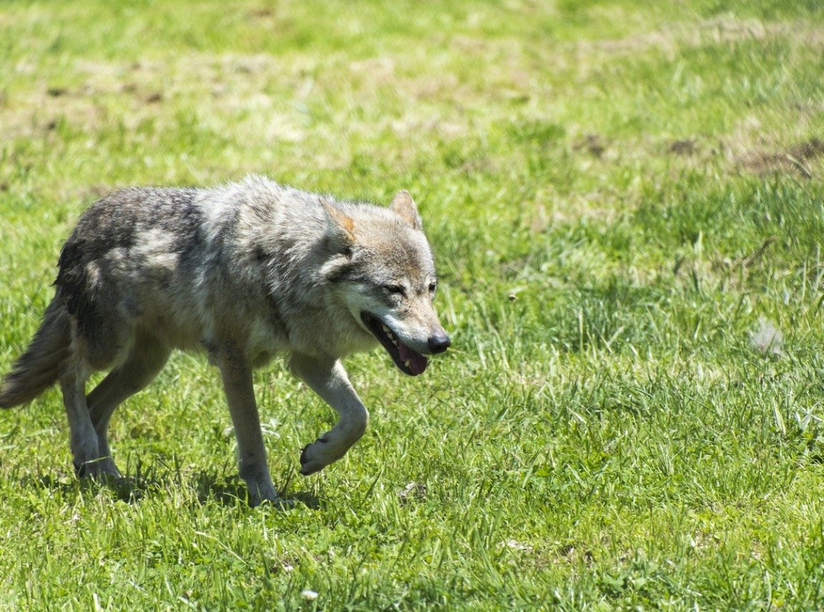 Salzburger Pinzgau: Wolf nahe Campingplatz gesichtet