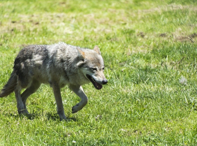 Salzburger Pinzgau: Wolf nahe Campingplatz gesichtet