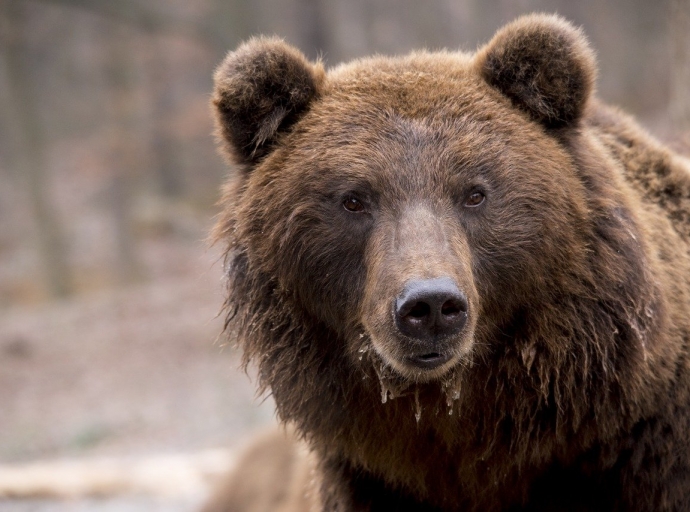 Slowakei: Braunbär tötete Mann