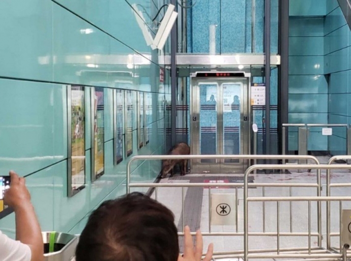 Hongkong: Wildschwein sorgt für Aufregung in U-Bahn