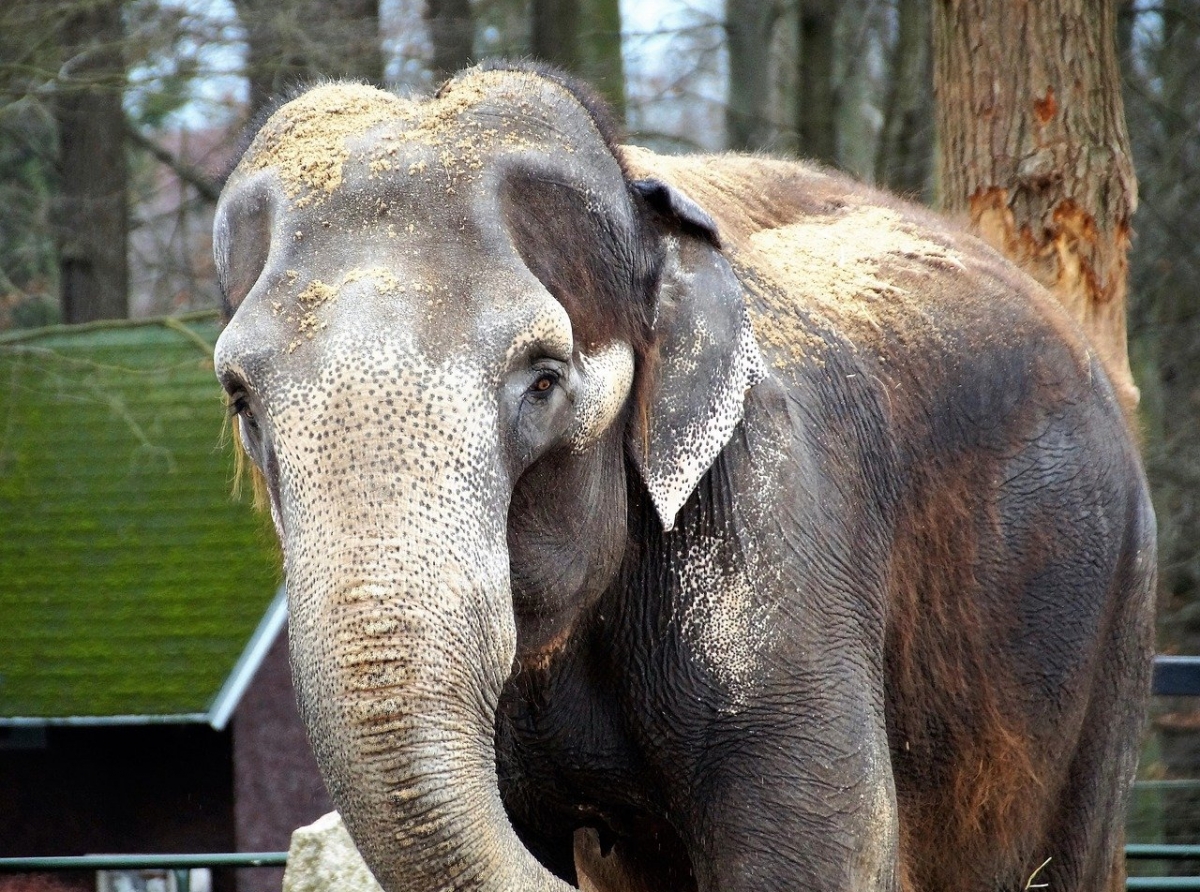 Indien: Elefant tötet mindestens 16 Dorfbewohner