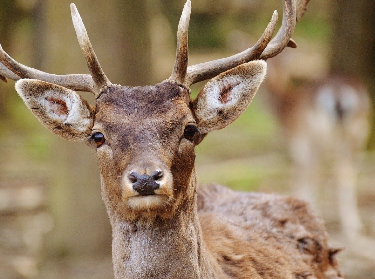 Nackte Männer fliehen vor Hirsch und müssen aus Wald gerettet werden