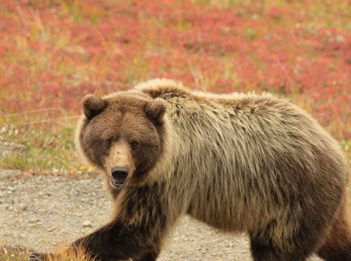 USA: Grizzlybär nach Angriff auf Frau nun erlegt