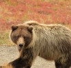 USA: Grizzlybär nach Angriff auf Frau nun erlegt