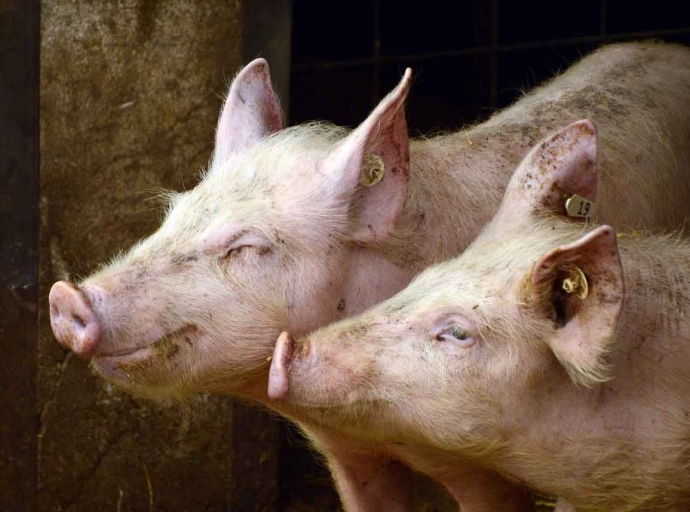 Erstmals Schweinepest bei Hausschweinen in Deutschland ausgebrochen