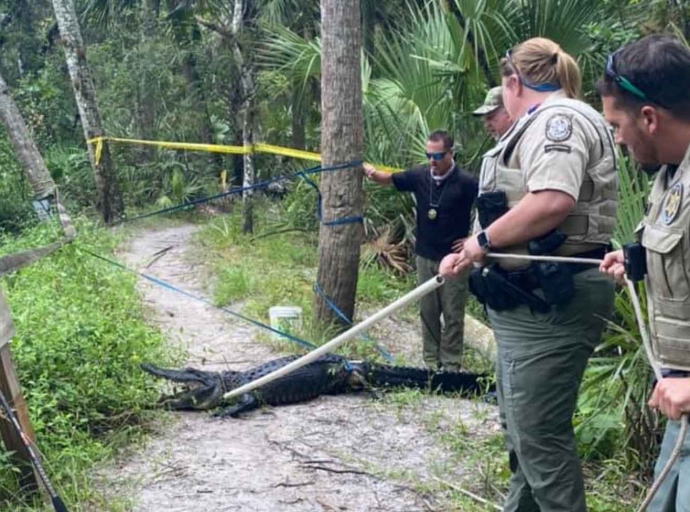 Florida: Mountainbiker nach Sturz von Alligator angegriffen