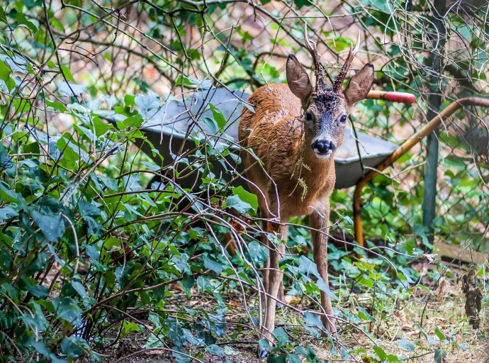 Rehbock greift drei Wanderer an