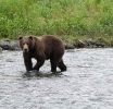 Alaska: Mann wurde eine Woche lang von Bär verfolgt