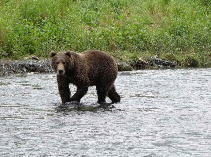 Alaska: Mann wurde eine Woche lang von Bär verfolgt