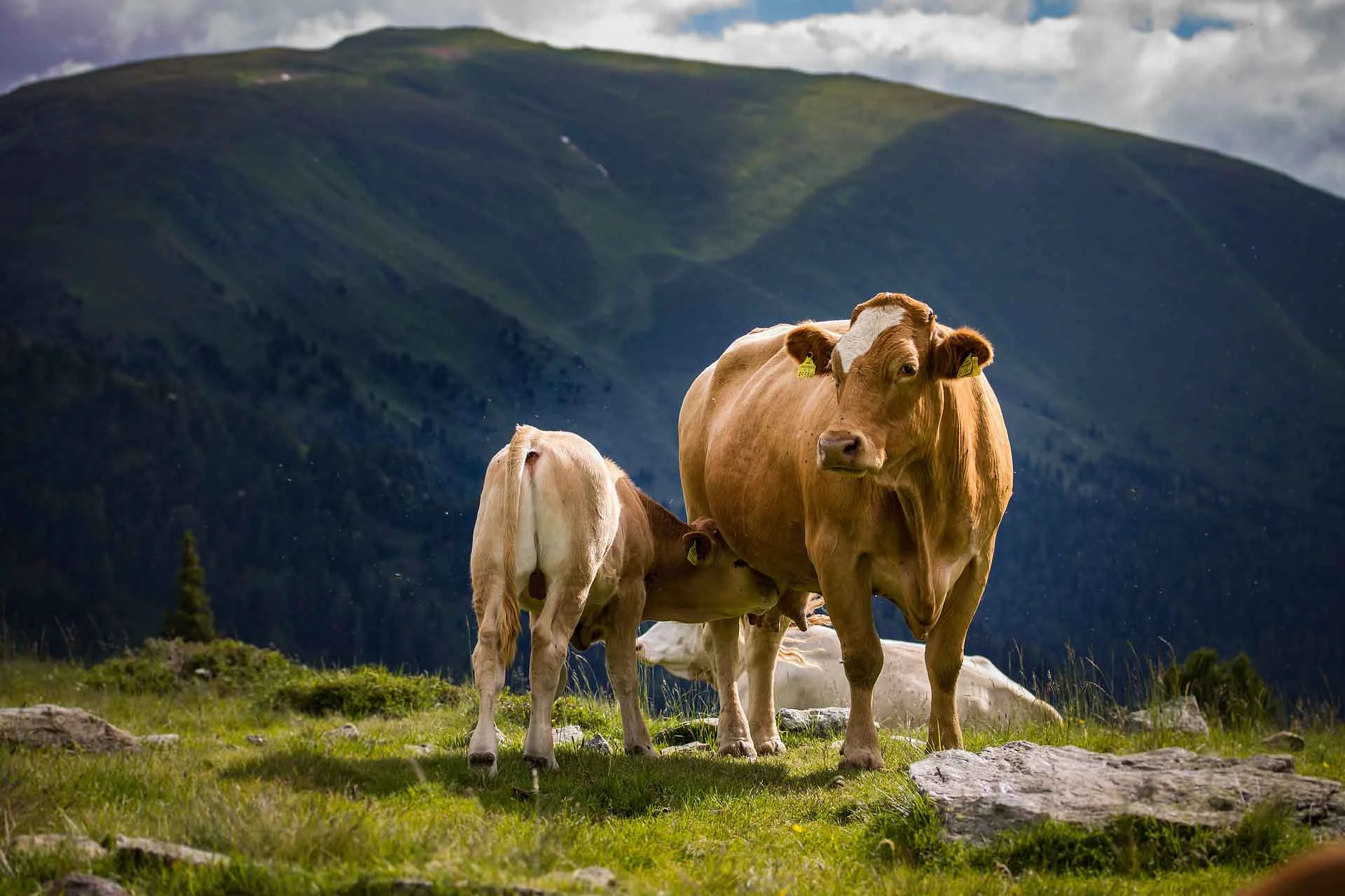 Tirol: Attacken auf Rinder im Wandergebiet