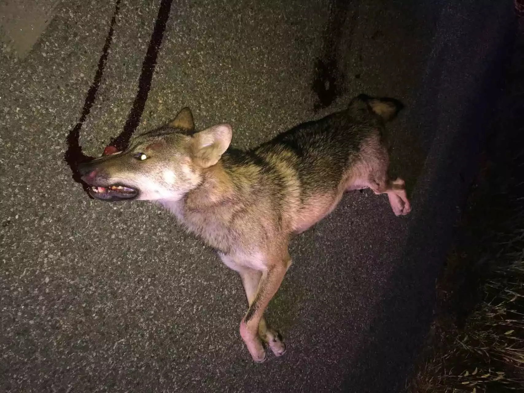 Wolf auf Inntalautobahn von Auto erfasst und getötet