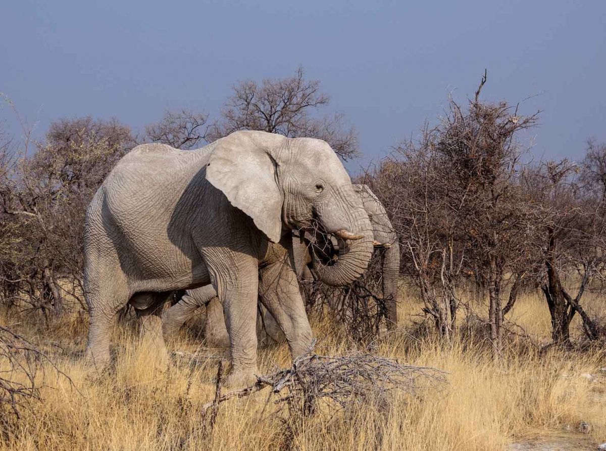 Simbabwe: Elefanten Selfie endet tödlich