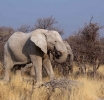 Simbabwe: Elefanten Selfie endet tödlich