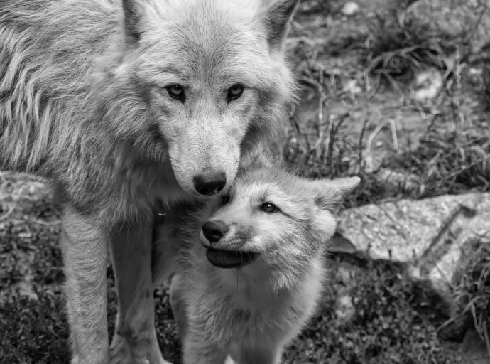 Wolf-Problematik: Graubünden ordnet Abschuss von drei Jungwölfen an