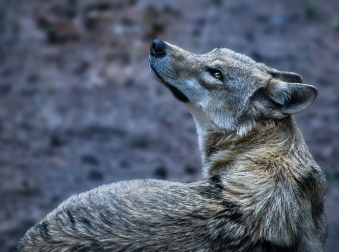 Wolf an Bushaltestelle gesichtet