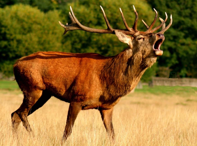 Steirer von brunftigem Hirsch in Gehege geforkelt