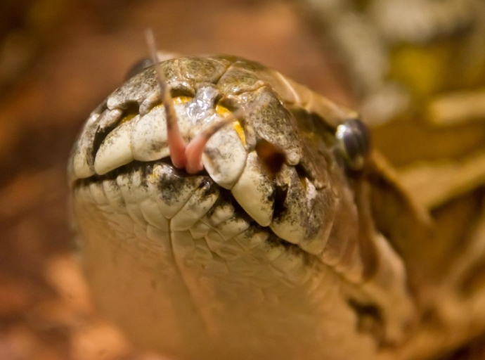 Florida: Hohe Summen für Bejagung invasiver Pythons