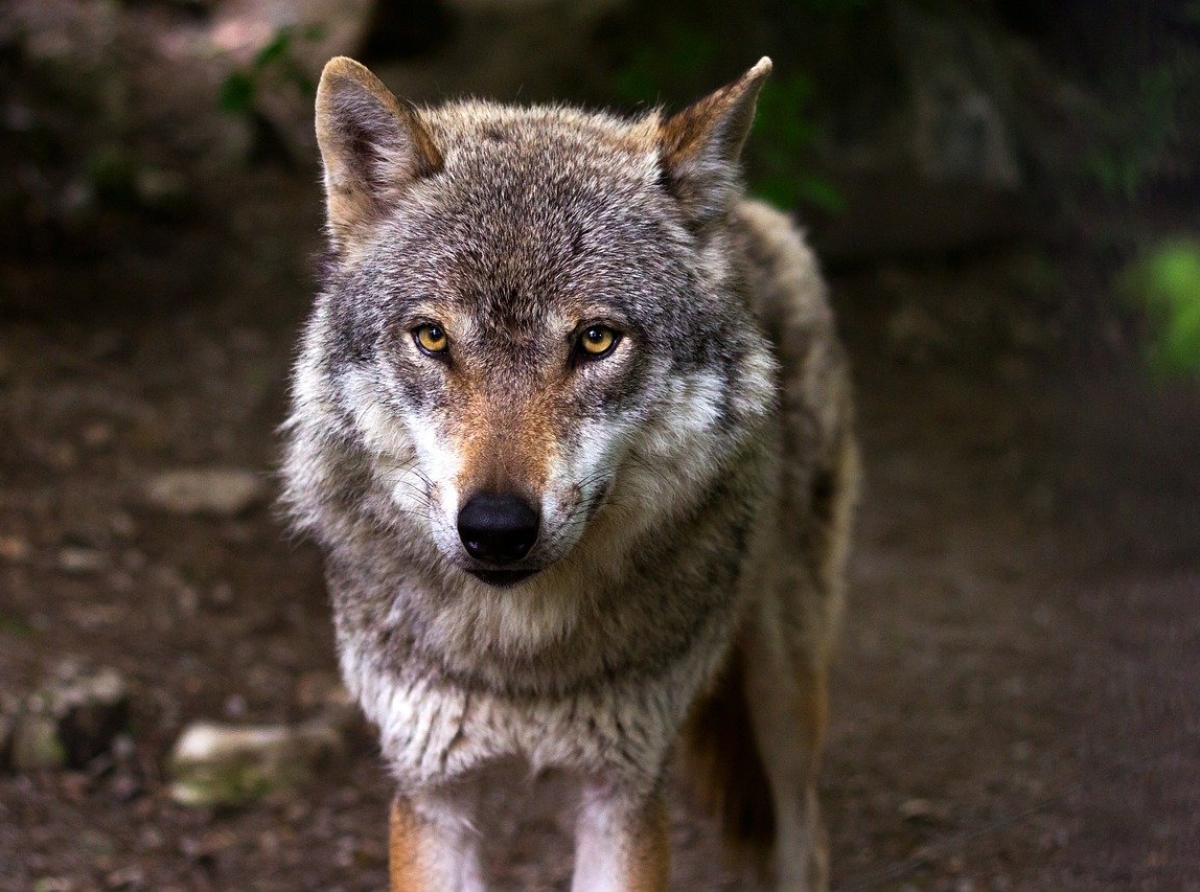 Nutztiere gerissen, Wolf-Hund-Hybriden sollen erlegt werden